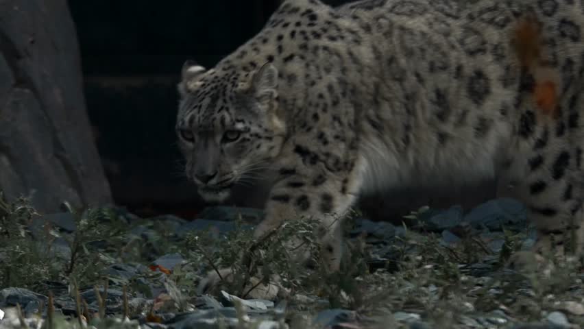 Female Adult Snow Leopard Walking, Rare Endangered Big Cat