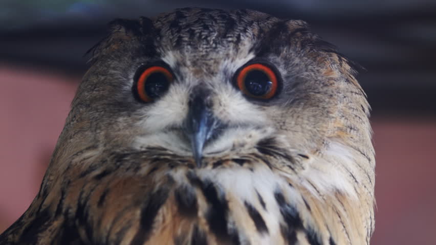 Bubo bubo. A striking close-up of a Eurasian Eagle-Owl, the largest owl species, with intense orange eyes and characteristic ear tufts. It turns its head sharply to the side
