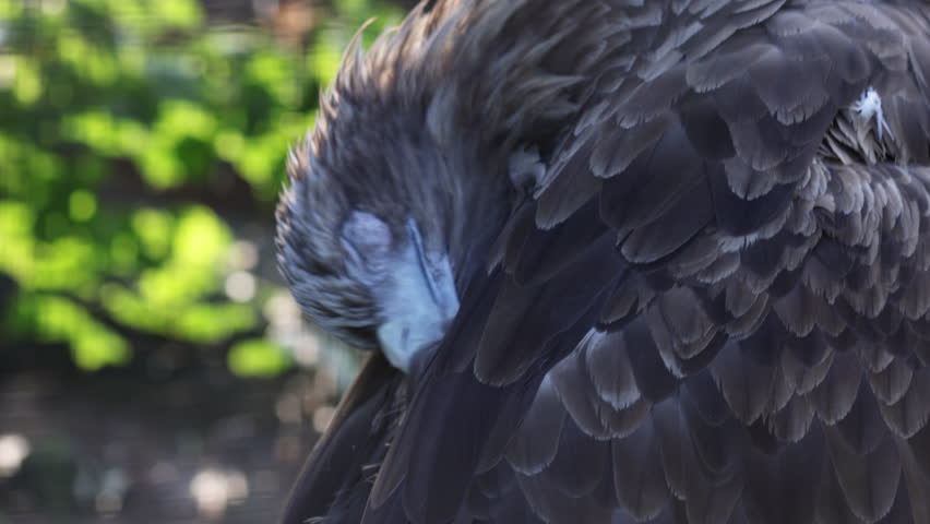 Haliaeetus albicilla. A close-up shot of a majestic White-tailed Eagle resting with its head tucked into its dark brown feathers. Shows intricate details of the bird