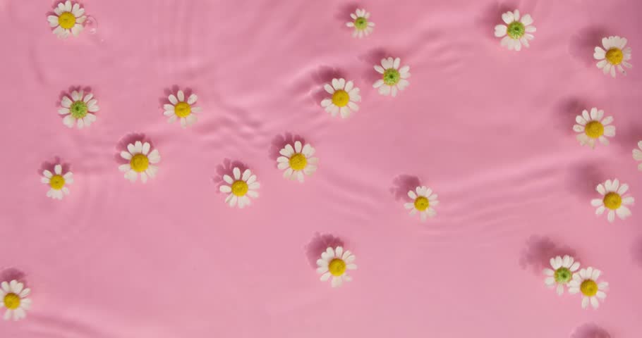 Chamomile flowers swim in pink water texture background