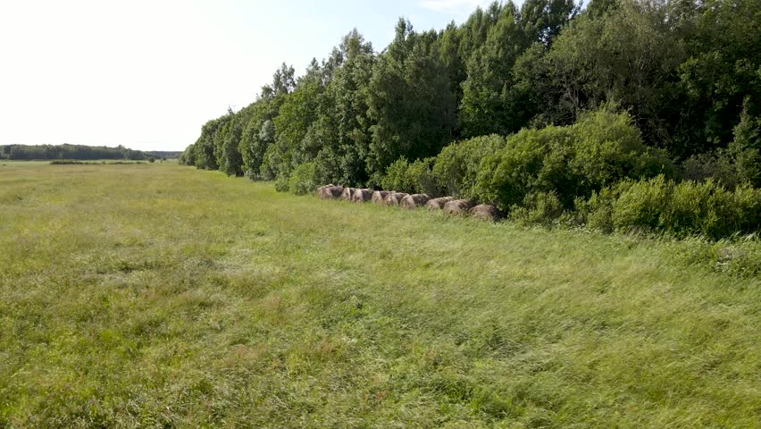 Aerial droen footage orbiting and flying around old silage wheat hay bale rolls side by side at a grassy and windy farm field with forest in the back. Sunny day.