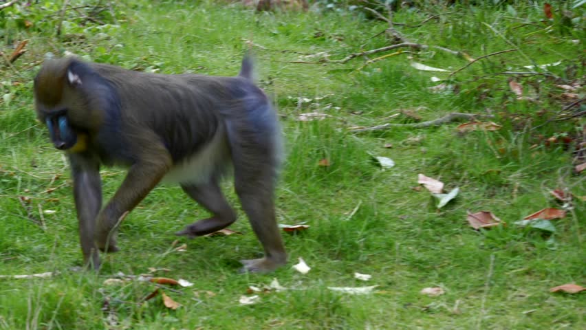 Close-up Of Mandrill Monkey Walking, Colorful Primate