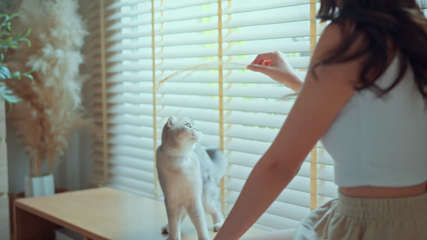Woman using cat toy playing with her Scottish Fold cat near window in living room, happy pet owner bonding with domestic kitten, relationship and love with adorable furry animal at home