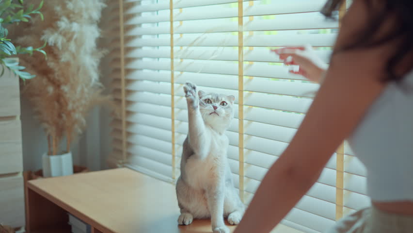 Woman using cat toy playing with her Scottish Fold cat near window in living room, happy pet owner bonding with domestic kitten, relationship and love with adorable furry animal at home