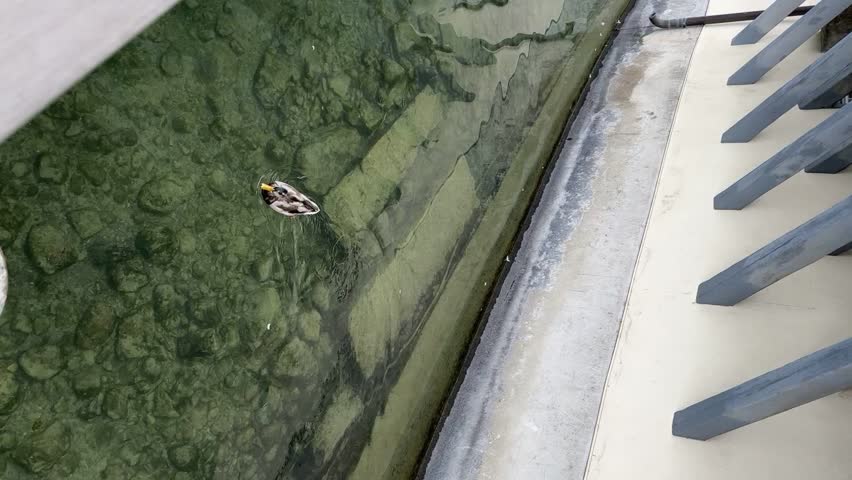 Duck swimming in clear transparent water with the shore visible beneath. Peaceful nature scene showing calm reflections and natural beauty.
