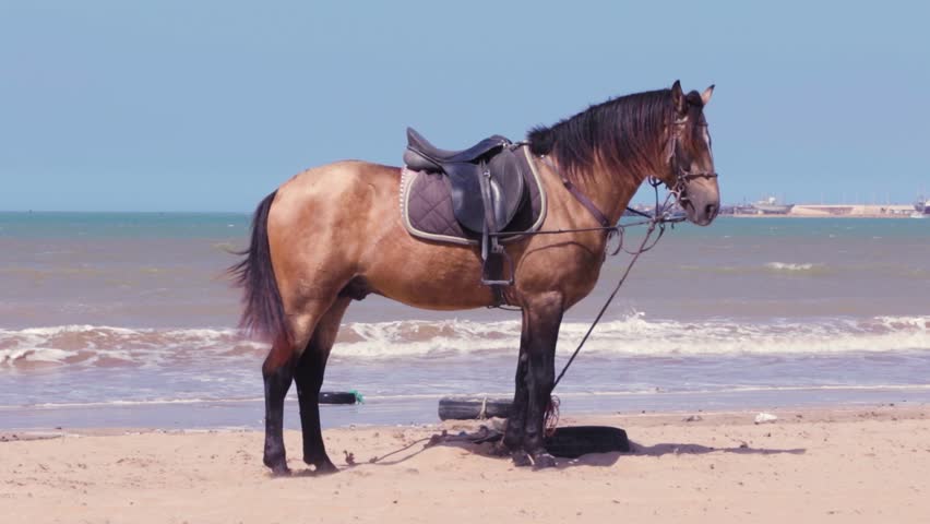 A horse near the Atlantic Ocean on Essaouira beach, Morocco. In the distance, a surfer enjoys the waves while the city of Essaouira appears in the background. 