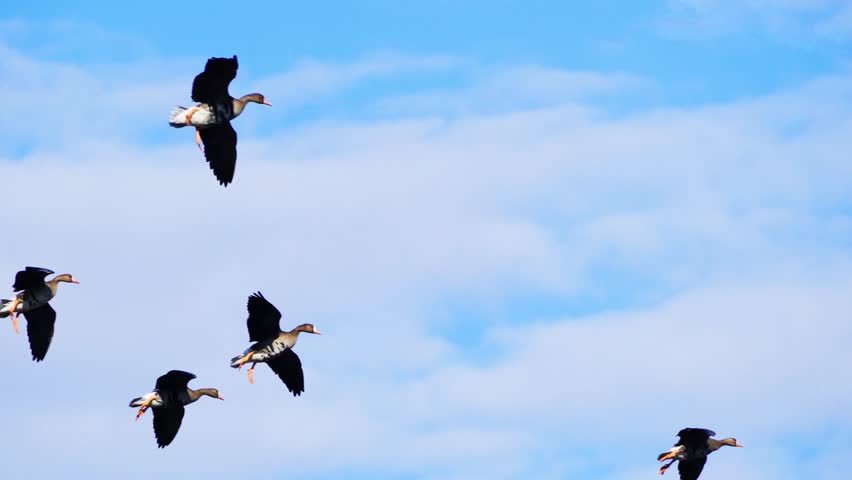 Beautiful Summer Morning Scene of Wild Geese Arriving at the Lake