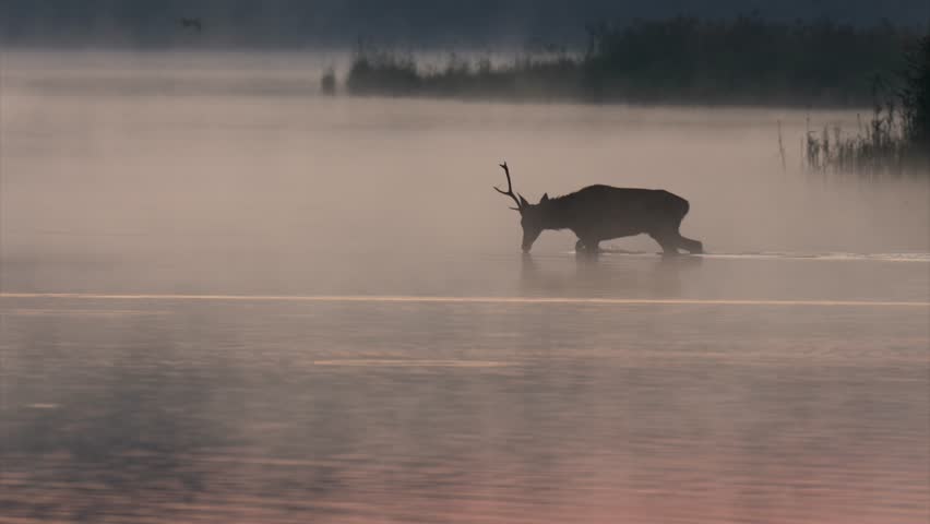 Stag in rut stands in shallow lake water with rising mist and warm sunrise light behind him.