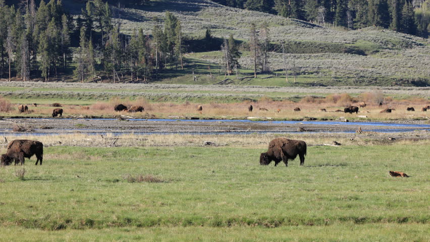 Bison graze peacefully in a grassy valley near a river in Yellowstone National Park, Wyoming, surrounded by open meadows, hills, and forested slopes under clear morning light.