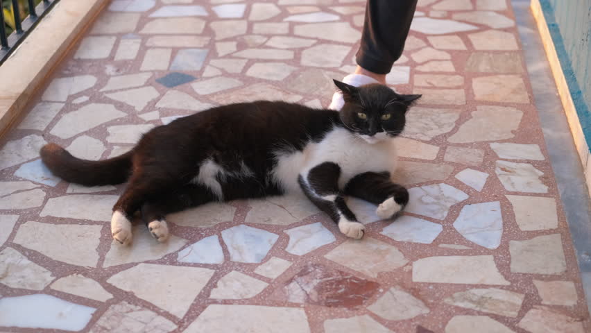Playful black and white cat rolling on terrace floor. Adorable black and white cat playfully rolls and rubs against a person's feet on a tiled terrace floor, enjoying a moment of affection and fun