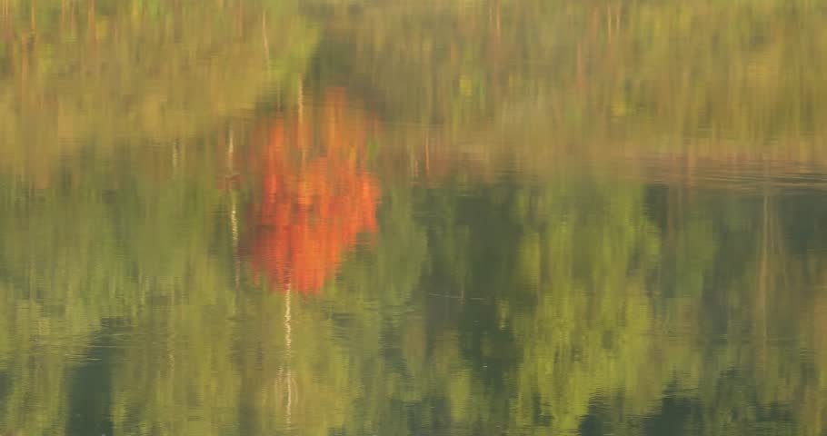 Tree with red leaves is reflected in the water. The reflection is blurry and the tree appears to be in the foreground