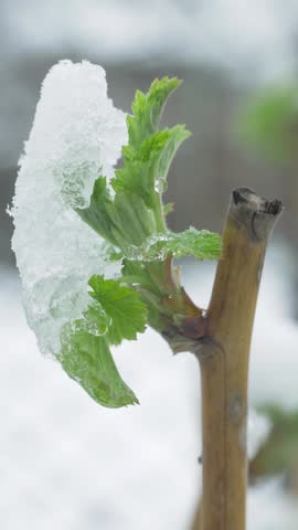 Green raspberry tip under snow crust. Early spring hit by freeze. Growth halted before flowering. Weather shock causes agricultural delay