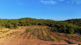 Drone aerial view of terraced valley with olive trees near the Tibi reservoir in Alicante. The structured hillside reflects traditional Spanish farming, surrounded by mountainous scenery - Powered by Shutterstock - Get 15% off with code: PIKWIZARD15