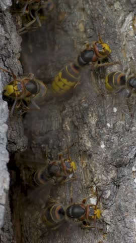Hornet on tree bark displaying bold patterns on its body. Details of antennae and legs emphasize its adaptation to environments. Essential pollinator and predator of smaller insects