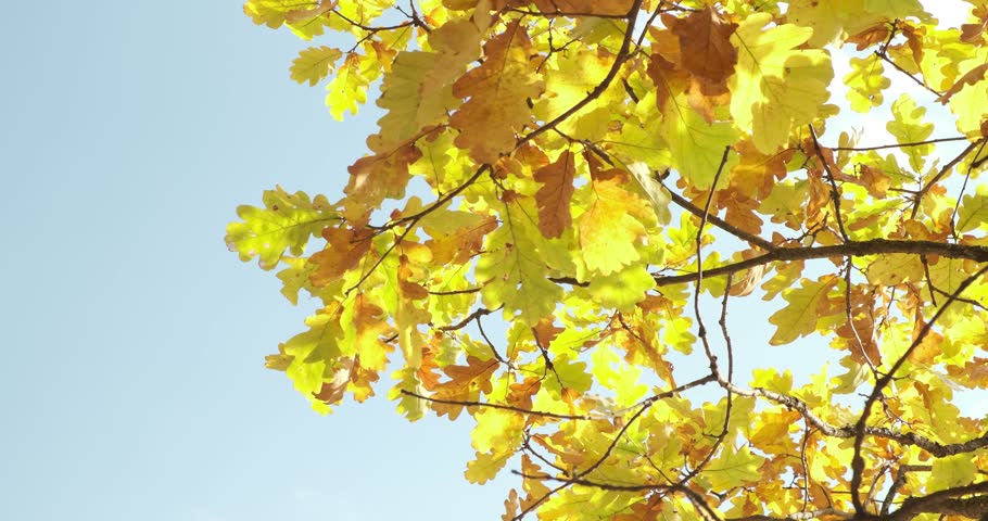Tree with bright yellow leaves is standing tall in a clear blue sky. The leaves are scattered all over the tree, some are closer to the top and others are lower down