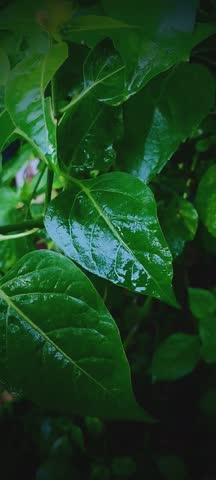 Water droplets driping fron green leave 