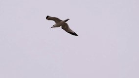 View of seagull hovering in the cloudy sky, Slow Motion footage - Powered by Shutterstock - Get 15% off with code: PIKWIZARD15