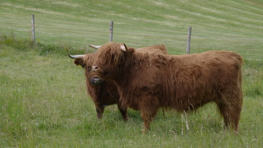 Scottish Highland cattle graze in a meadow on a cloudy day on the Isle of Skye, Scotland.
