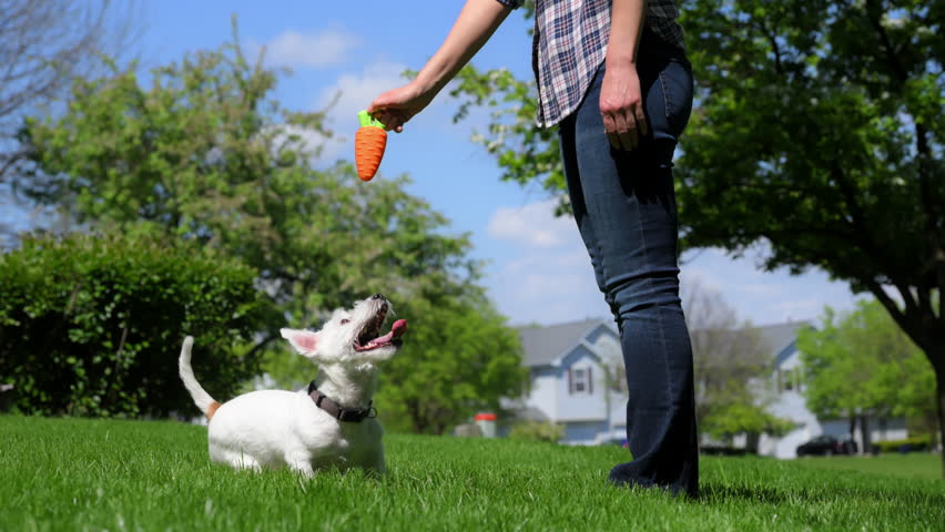 Cute energetic jack Russell terrier is jumping on grass, catching a fake carrot toy . View from behind