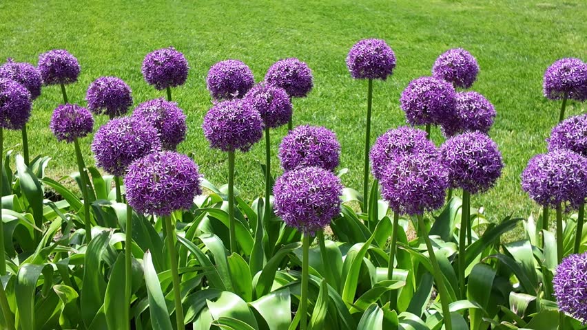 Purple flowers in row at a park