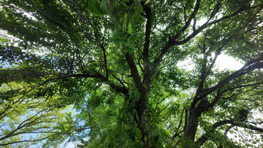 Looking up at tall trees in the daylight
