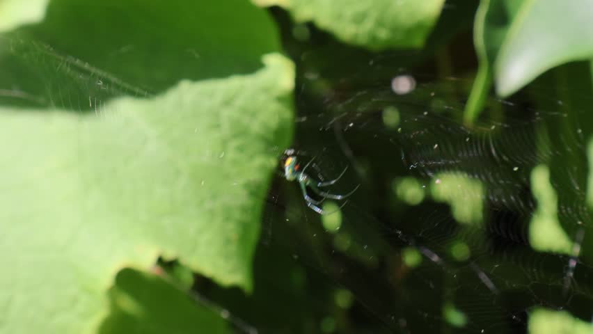 Against a lush backdrop of green leaves, the iridescent body of the orchard orbweaver glows as it moves gracefully in its silken web. Florida, September 13, 2025