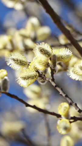 Soft Focus View of Blooming Pussy Willow Catkins on Thin Branches with a Bee Flying Nearby, Captured Against a Blurred Blue Sky Background. A Gentle Spring Floral Scene Showcasing Nature