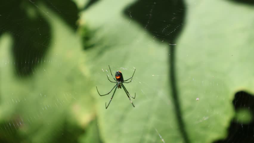 This vibrant orbweaver spider or Leucauge venusta dances lightly in the wind, perfectly centered in its shimmering web woven among leafy greens.. Florida, September 13, 2025