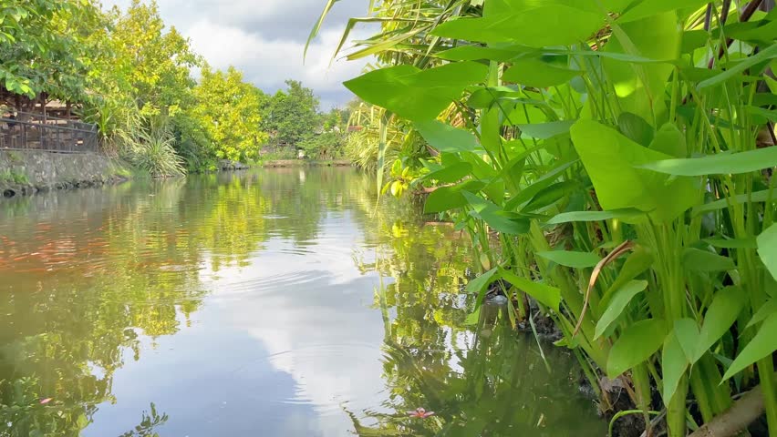 Experience a moment of pure serenity as lush green plants overlook a calm pond reflecting the sky and surrounding trees. Perfect for nature, relaxation, and wellness themes.