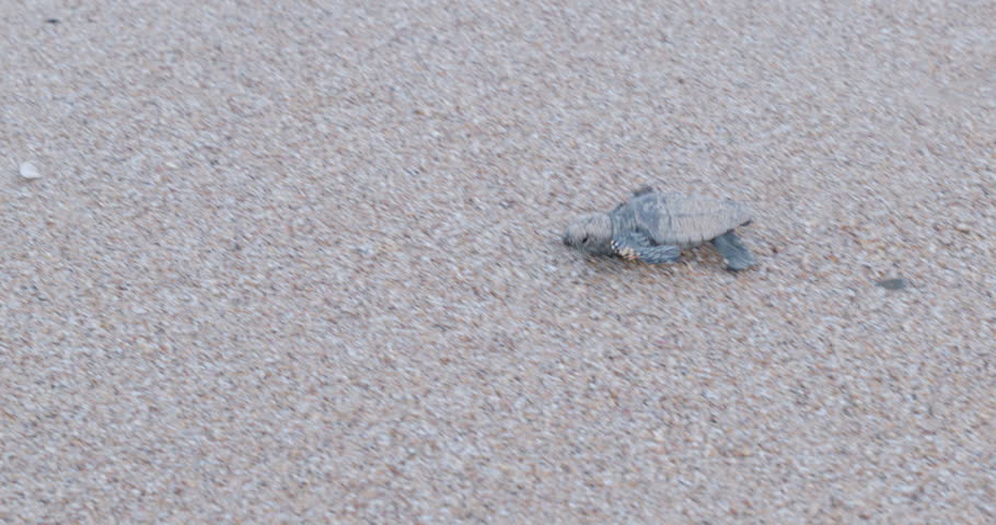 a high frame rate tracking clip of a loggerhead turtle hatchling crawling on the beach at mon repos in bundaberg, australia
