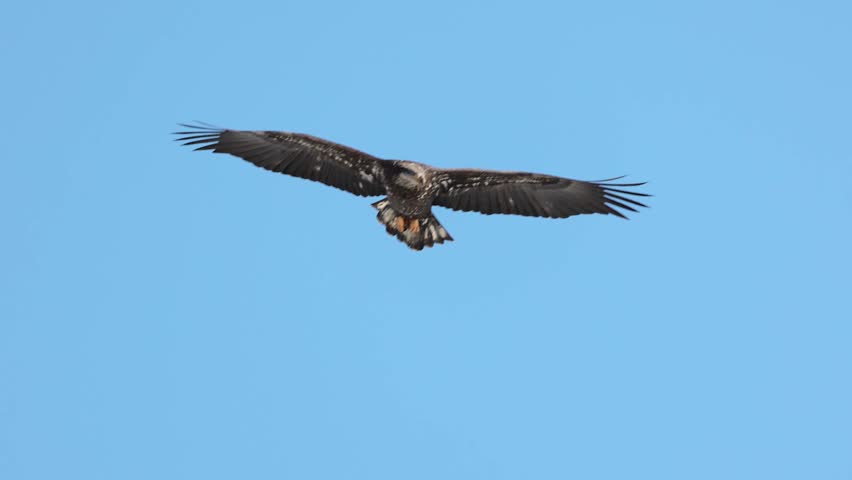 Eagle flying slow motion 4k