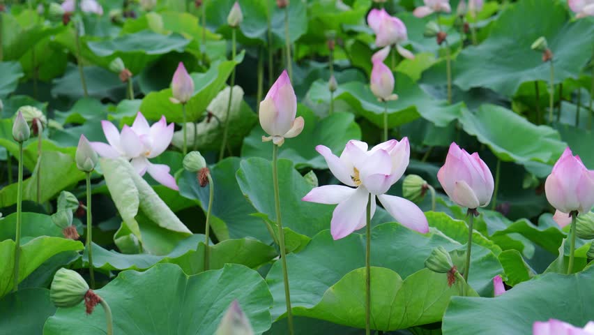 Lotus flower on a water. Pink Lotus Flower at Botanical Garden