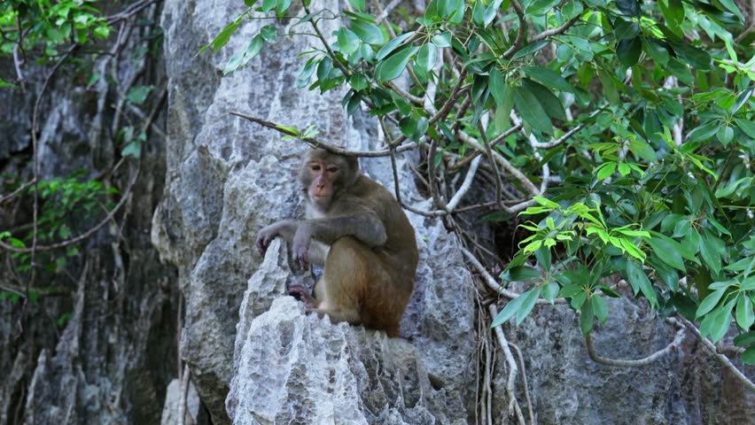 A monkey perches precariously on a limestone cliff in Ha Long Bay Nature Reserve, Vietnam.