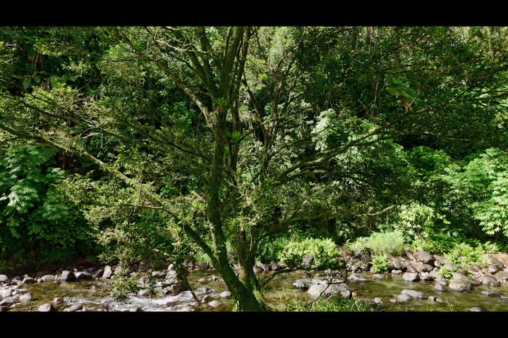 martinique coeur bouliki parc naturel