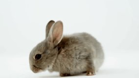 Animation of confetti falling over rabbit on white background. Easter and celebration concept, digitally generated video. - Powered by Shutterstock - Get 15% off with code: PIKWIZARD15