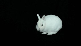 Animation of confetti falling over rabbit on black background. Easter and celebration concept, digitally generated video. - Powered by Shutterstock - Get 15% off with code: PIKWIZARD15