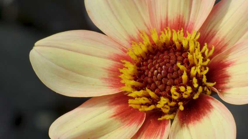 Cream and red dahlia flower rotates slowly, revealing intricate yellow florets in soft daylight