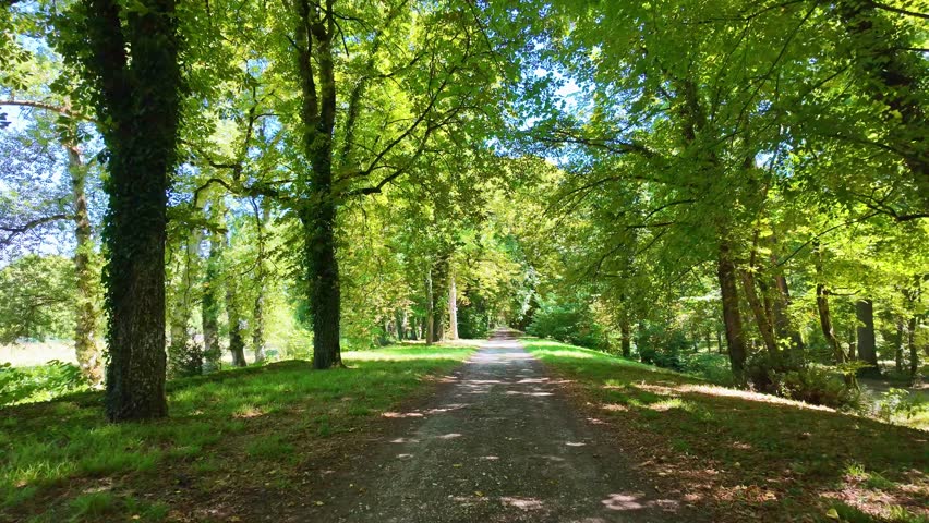 Camera moves forward along bright forest path lined with tall green trees near Castle of Chenonceau.