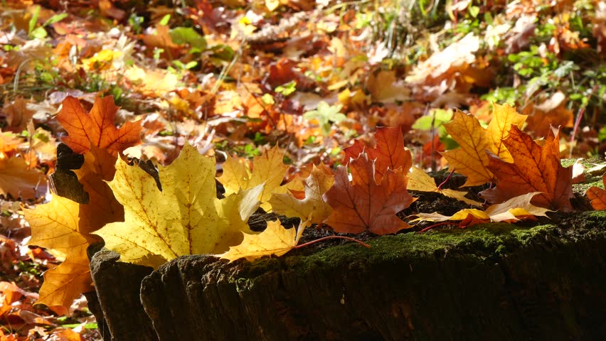 Bright leaves on a tree stump in the forest on an autumn day.