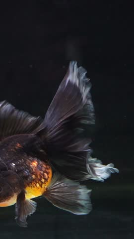 Black oranda goldfish swimming. Fish dorsal fin raised smooth tail motion