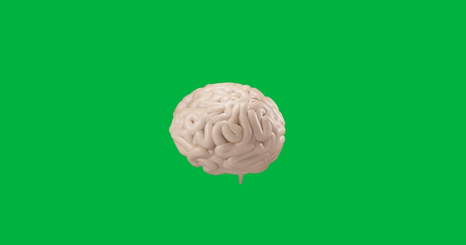 Animation of human brain spinning on transparent background. Artificial intelligence, science, computing and data processing concept digitally generated video.