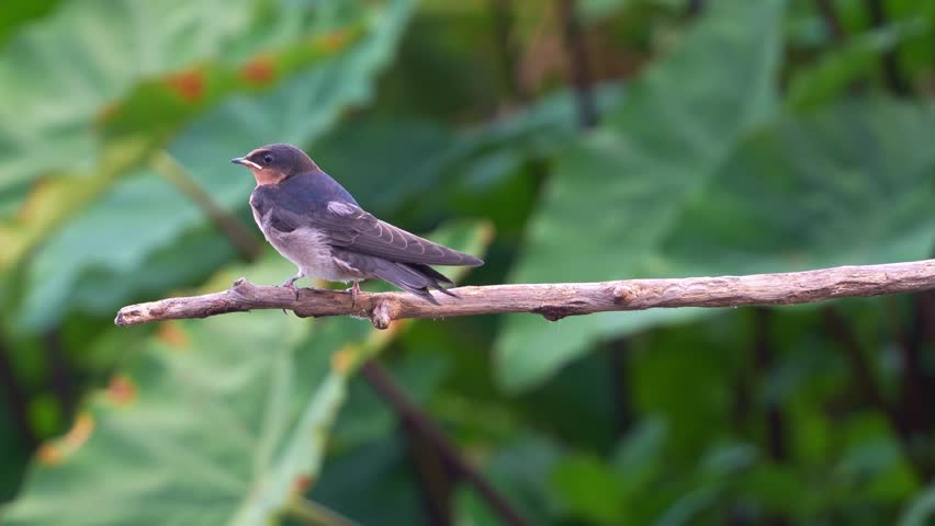 A Welcome Swallow (Hirundo neoxena) perched on a branch amidst dense, lush vegetation, curiously gazing around the surroundings.