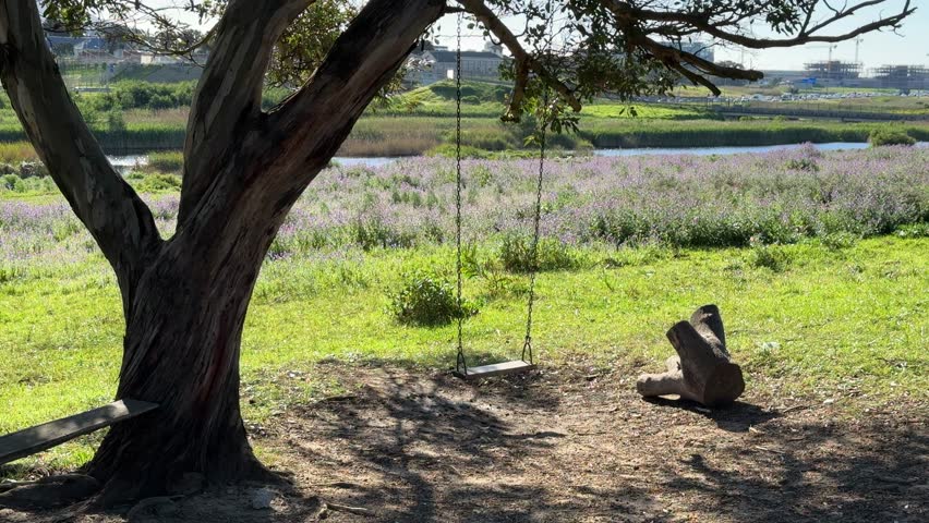 A swing in a meadow in Cape Town, South Africa.