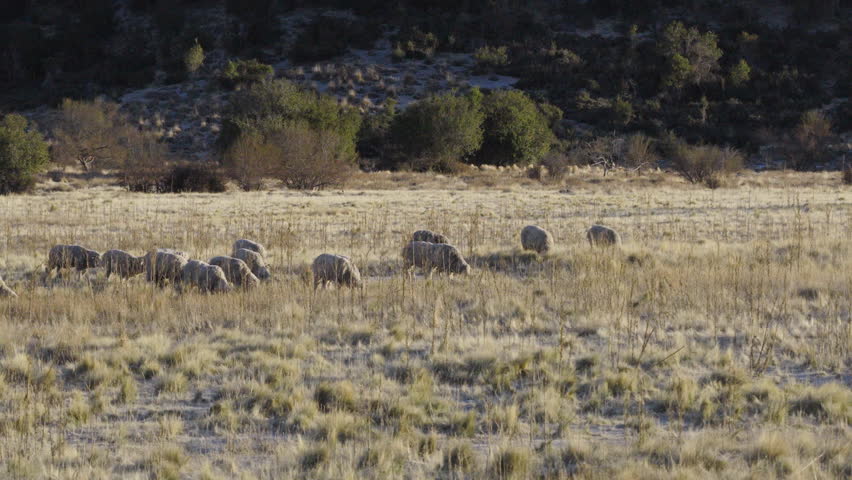 flock of Merino sheep grazing in the hills—capturing the quiet rhythm of pastoral life and the texture of Argentina’s rugged steppe, low drone glides over dry grassland, approaching and revealing
