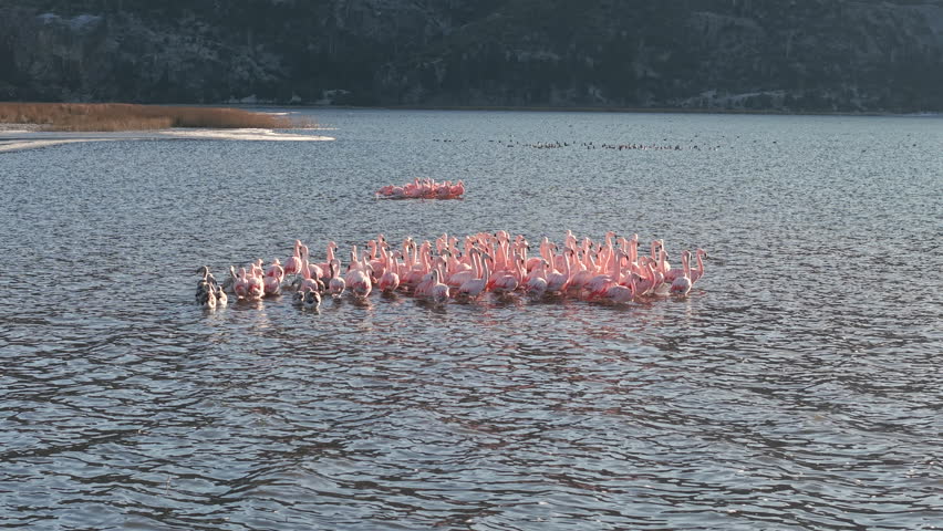 Large group of Chilean flamingos (Phoenicopterus chilensis) gathered on a serene lake in Chubut Province, Patagonia, Argentina, with the Andes Mountains in the distance, camera pan and follow