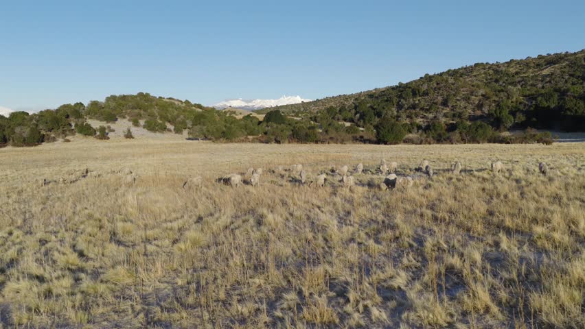 Sheep graze in a dry Patagonian field near ancient stones, with snowy Andes in the distance—evoking the legacy of cordero patagónico and the region’s prized merino wool traditions