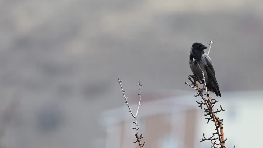 A hooded crow (Corvus cornix) perched on a bare branch in rainy and foggy weather. 