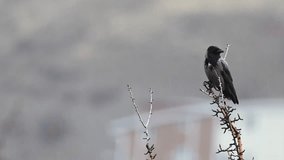 A hooded crow (Corvus cornix) perched on a bare branch in rainy and foggy weather.  - Powered by Shutterstock - Get 15% off with code: PIKWIZARD15