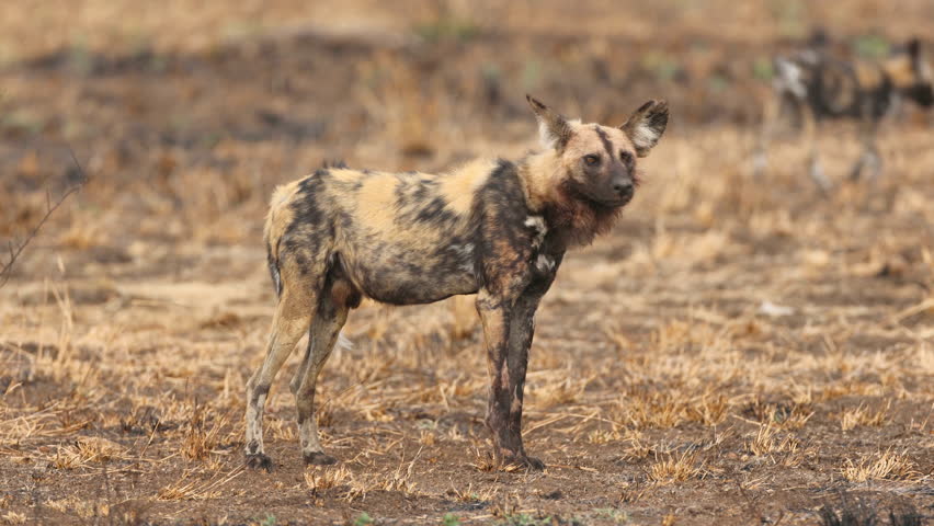 An African wild dog or painted hunting dog (Lycaon pictus) standing in natural habitat, Kruger National Park, South Africa
