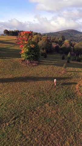 Aerial view of single cow grazing on meadow near colorful autumn tree in Poland, captured in warm morning sunlight and peaceful countryside scenery.
